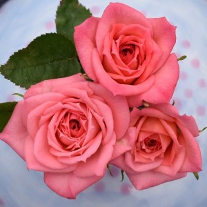 DOUBLE JOY (miniature)